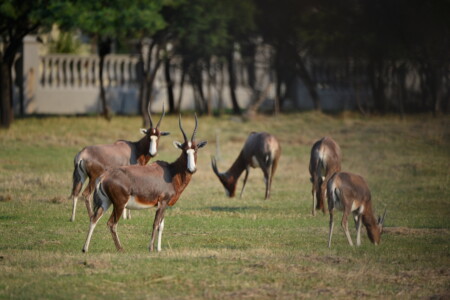 Blesbok