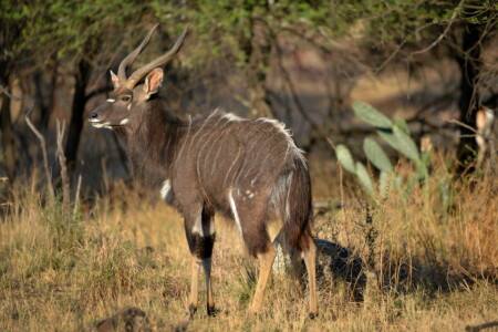 Nyala