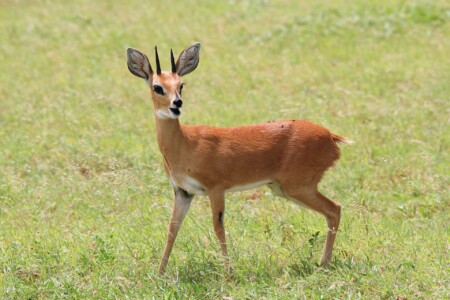 Steenbok
